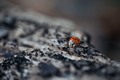 Close-up of ladybug on rock