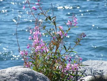 Close-up of pink flowers