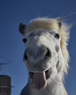 Close-up portrait of a horse