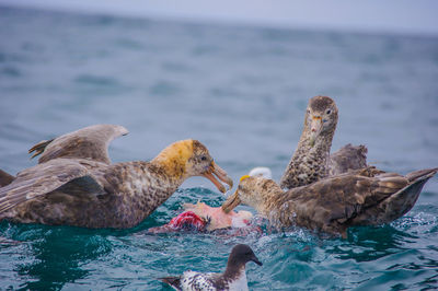 Skuas hunting adelie penguin in sea