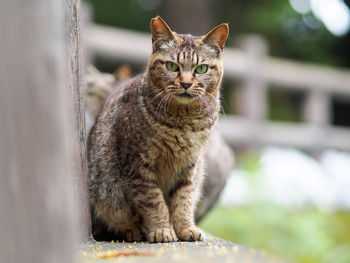 Close-up portrait of cat sitting by wall outdoors