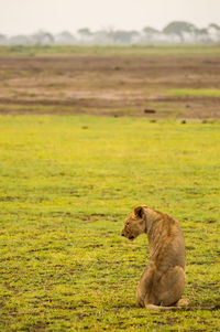 Lioness relaxing on grassy field