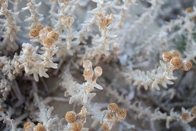 Close-up of flowers against blurred background