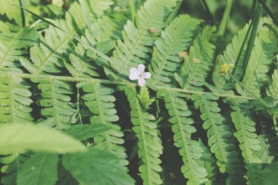 Close-up of green flowering plant