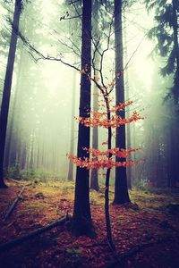 Trees growing in sunlight