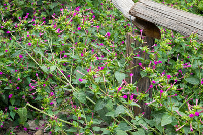 Close-up of flowers blooming outdoors