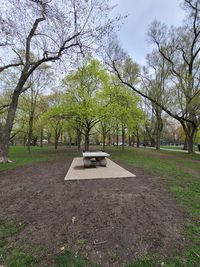 Trees in park