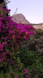 Low angle view of purple flowers blooming on tree against sky