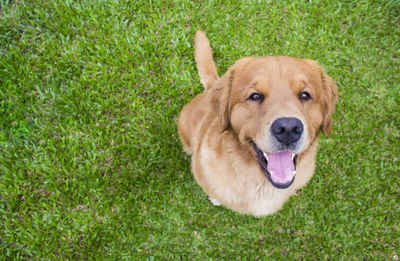 Close-up portrait of golden retriever on grass