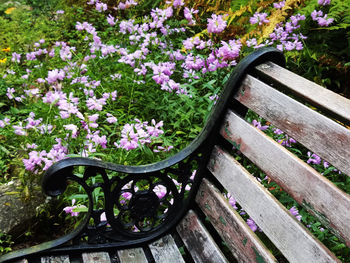 Flower plants growing outdoors