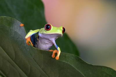 Red eyed tree frog hanging on anthurium leaf