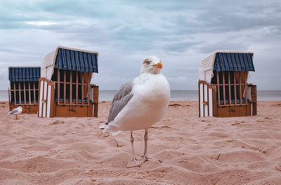 Seagull on beach