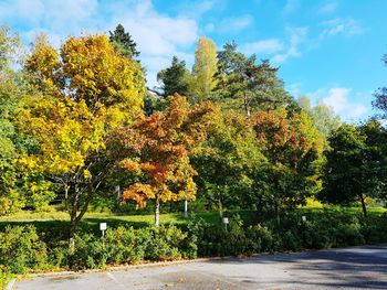 Yellow flowering plants in park during autumn