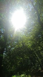 Low angle view of tree against sky