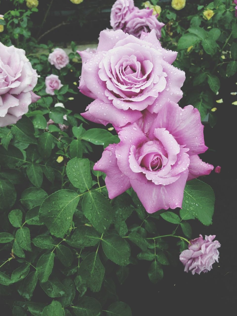 flower, freshness, petal, fragility, pink color, flower head, beauty in nature, growth, blooming, rose - flower, close-up, nature, plant, leaf, in bloom, pink, high angle view, focus on foreground, park - man made space, blossom