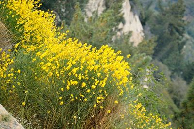 Close-up of yellow flowers