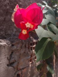 Close-up of red flowering plant