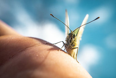 Close-up of butterfly on hand