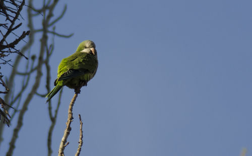 Low angle view of green monk bird perching on tree against sky