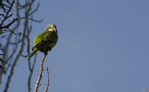 Low angle view of bird perching on tree against sky