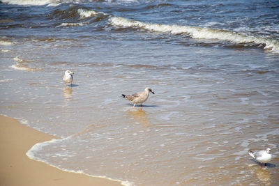 Seagulls on beach