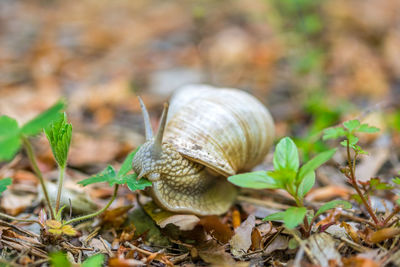 Close-up of snail on field
