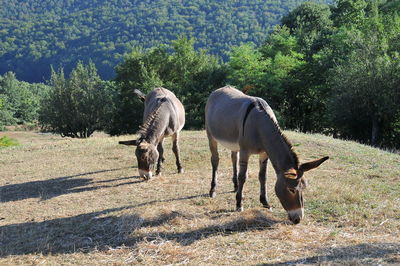 View of horse on field