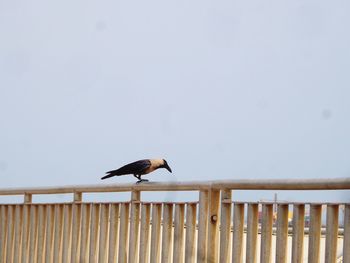 Bird perching on railing against clear sky