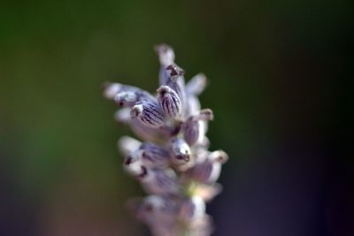 Close-up of butterfly on flower