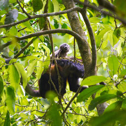View of monkey on tree branch