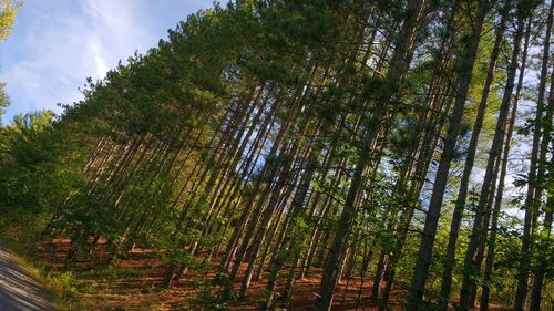 Low angle view of trees in forest