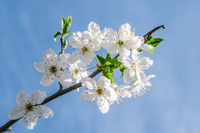 Close-up of cherry blossoms against sky