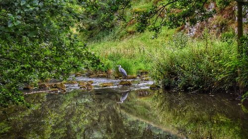 Scenic view of lake in forest