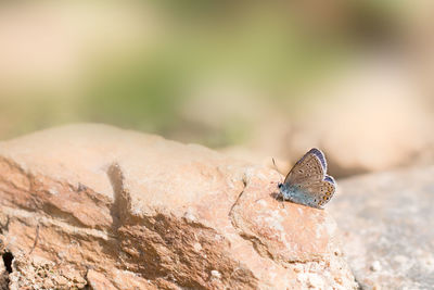 Close-up of lizard on rock