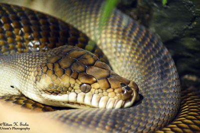 Close-up of snake