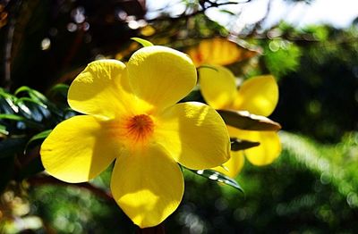 Close-up of yellow flower