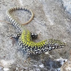 High angle view of lizard on rock