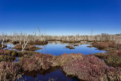 Scenic view of lake against clear blue sky