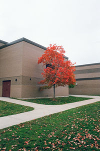 Trees on field