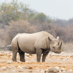 Rhinoceros on field