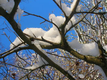 Low angle view of bare tree against sky