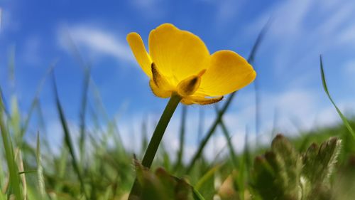 Close-up of yellow crocus flower on field