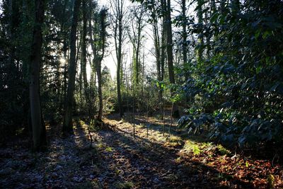 Trees in forest