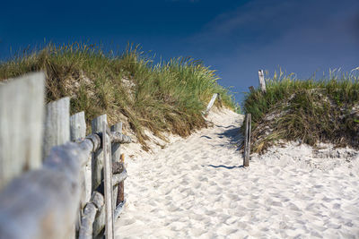 Plants growing on beach against clear blue sky