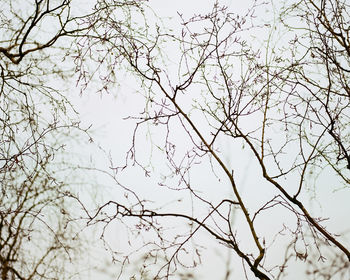 Low angle view of bare tree against clear sky