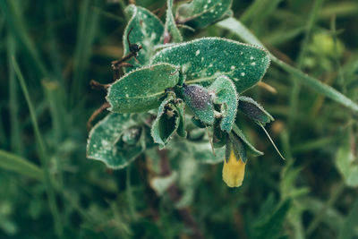 Close-up of plant growing outdoors