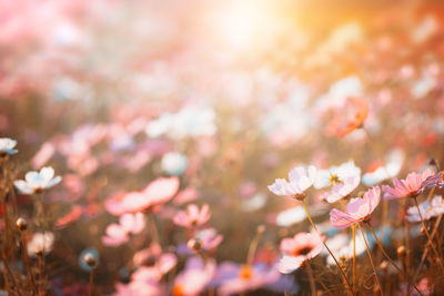 Cosmos flowers beautiful in the garden