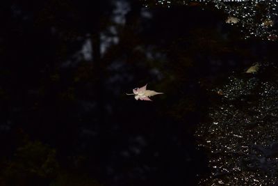 Close-up of maple leaf on water