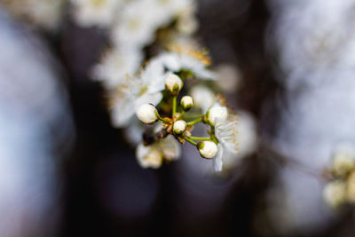 Close-up of white flowering plant