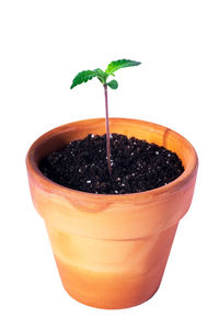 Close-up of potted plant against white background